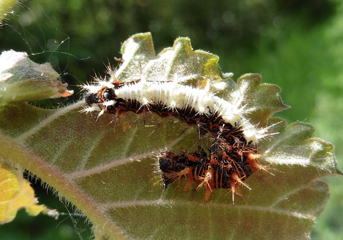 Polygonia c-album: bruco